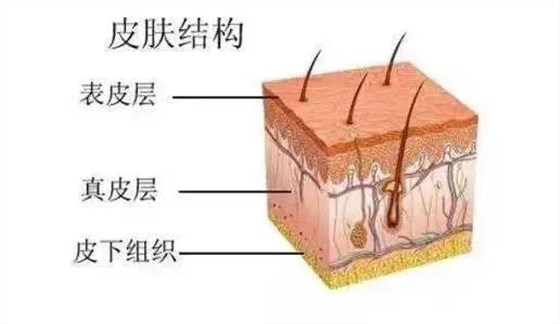 皮膚層